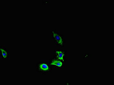 PDGFRA Antibody