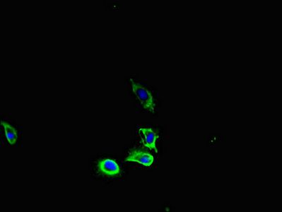 PDGFRA antibody