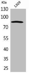 PDGFRA Antibody