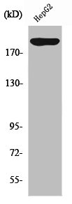 PDGFRA Antibody