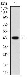 PDGFRA Antibody