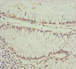 PDGFRL Antibody