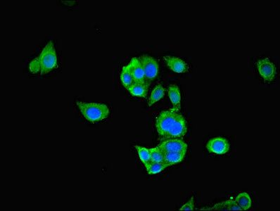 PDHA1 Antibody