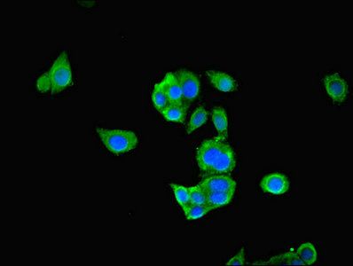 PDHA1 antibody