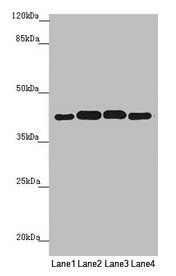 PDHA2 Antibody