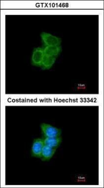 PDI antibody [N1N3]