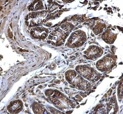 PDI antibody [N1N3]