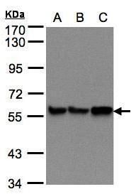 PDI antibody