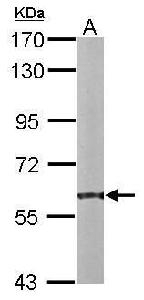 PDI antibody [N1N3]