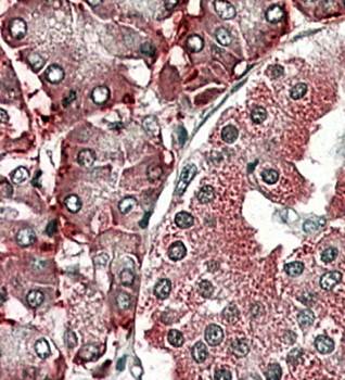 Goat anti-PDIA2 (aa477-481) Antibody