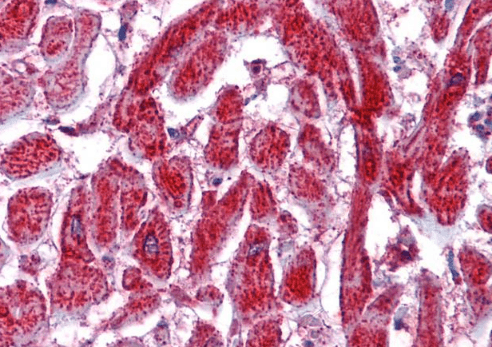 Goat anti-PDIA2 / PDIP Antibody