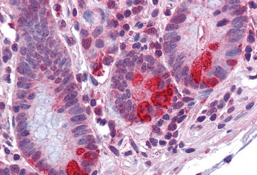 Goat anti-PDIA2 / PDIP Antibody