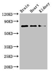 PDIA4 Antibody