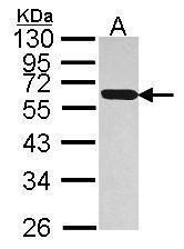 protein disulfide isomerase family A member 5 Antibody