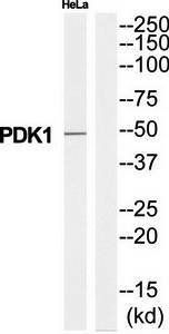 PDK1 Antibody