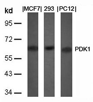 PDK1 (Ab-241) Antibody