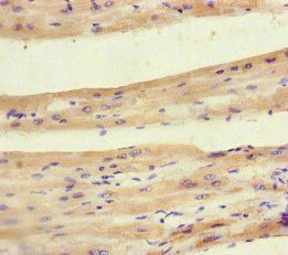 PDK4 Antibody