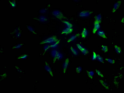 PD-L2 Monoclonal Antibody