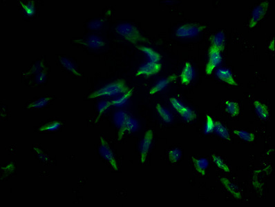 PD-L2 antibody