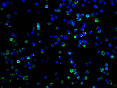 PD-L2 antibody