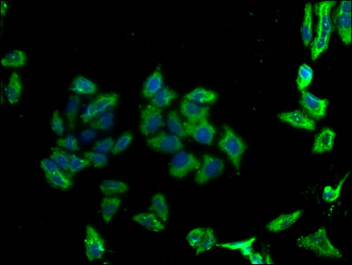 PD-L2 antibody