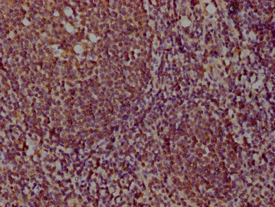 PD-L2 antibody