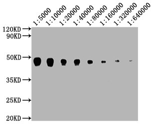 PD-L2 antibody