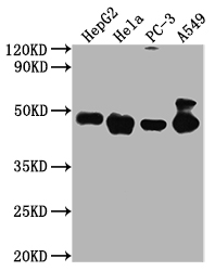 PD-L2 antibody