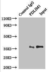 PDLIM1 Antibody