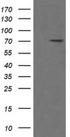 PDLIM5 Antibody