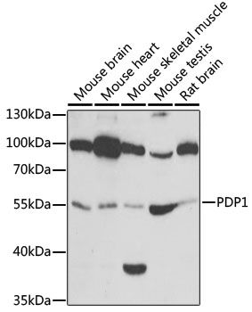 PDP1 antibody
