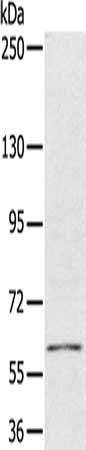 PDP1 Antibody