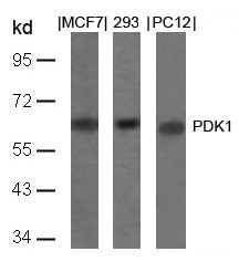 PDPK1 (Ab-241) antibody