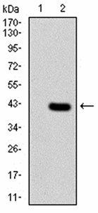 PDPK1 Antibody