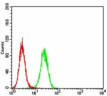 PDPK1 Antibody