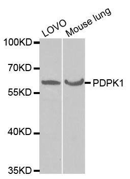 PDPK1 antibody