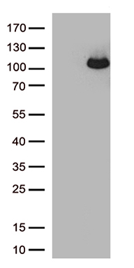 PDPN Antibody