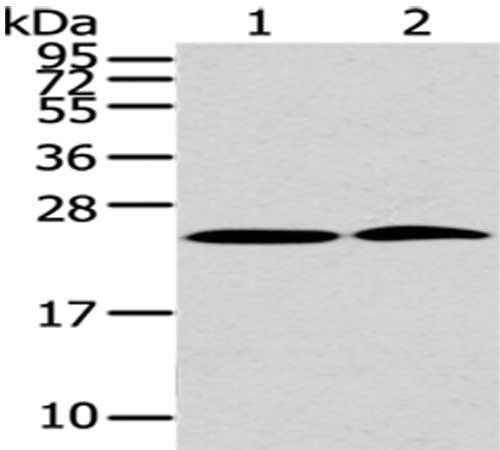 PDPN Antibody