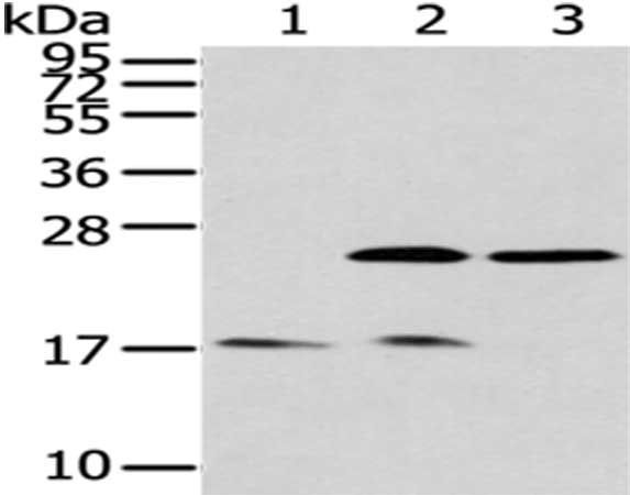 PDPN Antibody