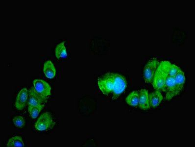 PDRG1 Antibody