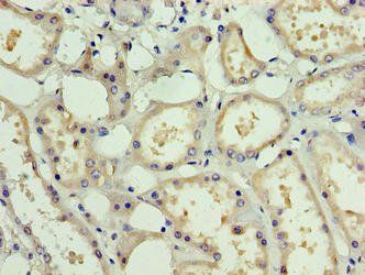 PDRG1 Antibody