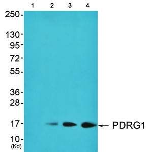 PDRG1 Antibody