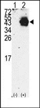 PDX1 antibody