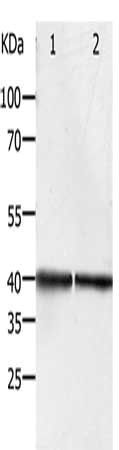 PDX1 Antibody