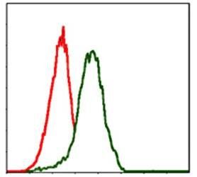 PDX1 Antibody