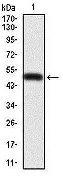 PDX1 Antibody