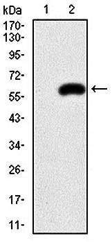 PDX1 Antibody