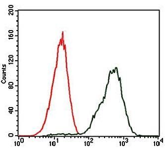 PDX1 Antibody