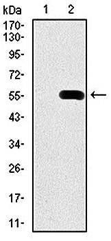 PDX1 Antibody