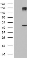 PDXK Antibody